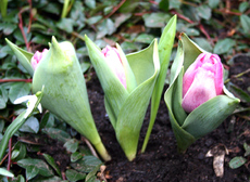 Tulpen-in Knospe-3.jpg